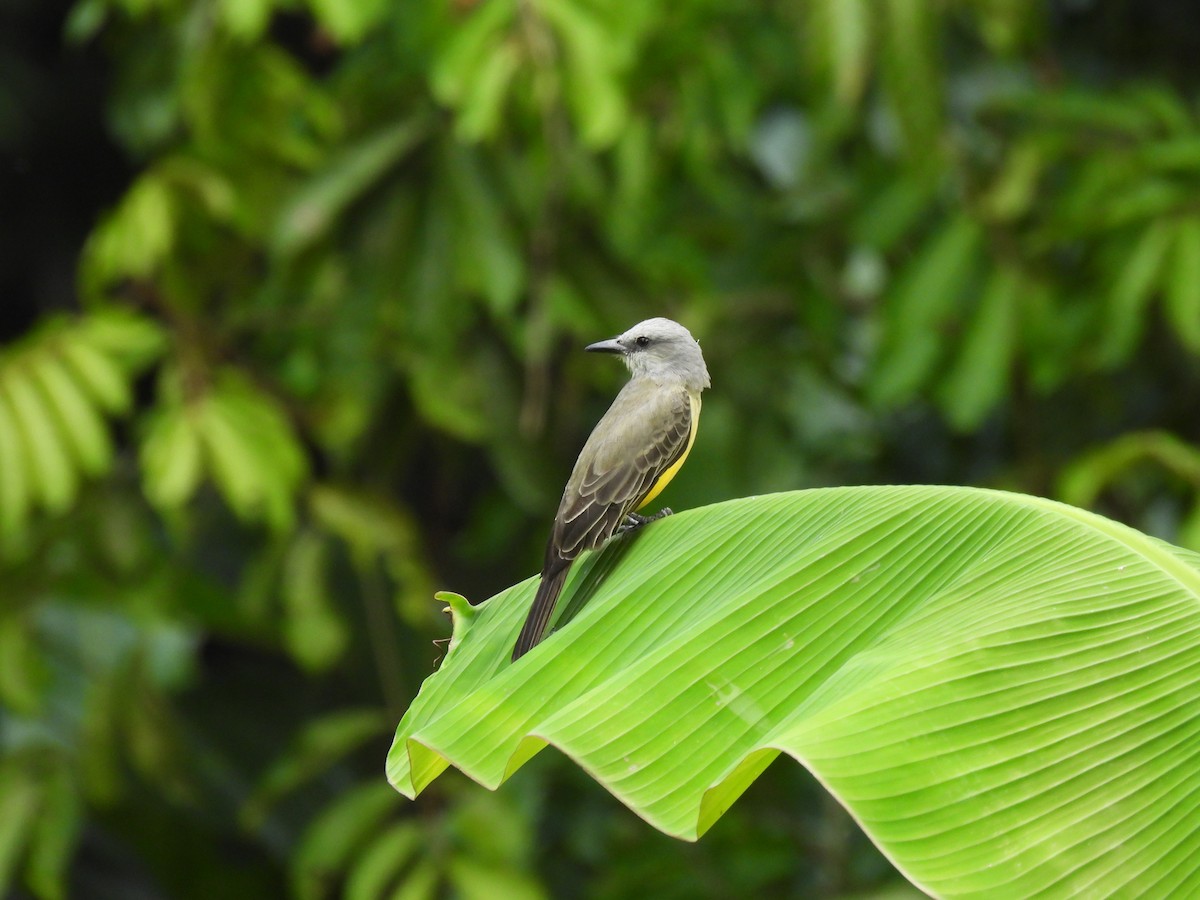 Tyran mélancolique - ML644549867