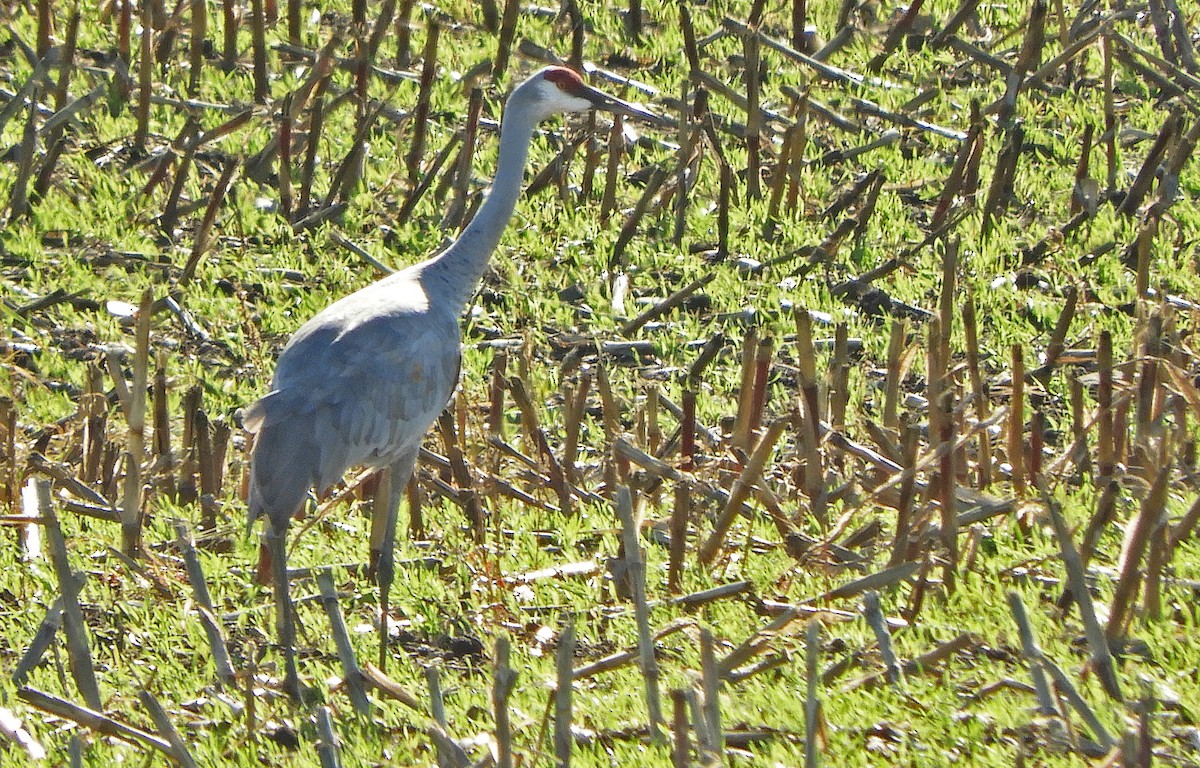 Sandhill Crane - ML644549868