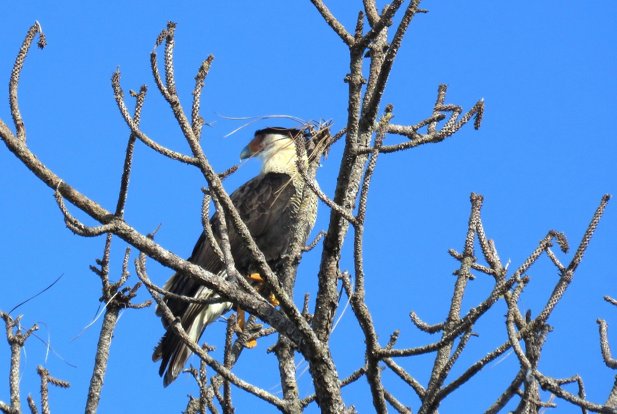 ミナミカラカラ - ML644549870