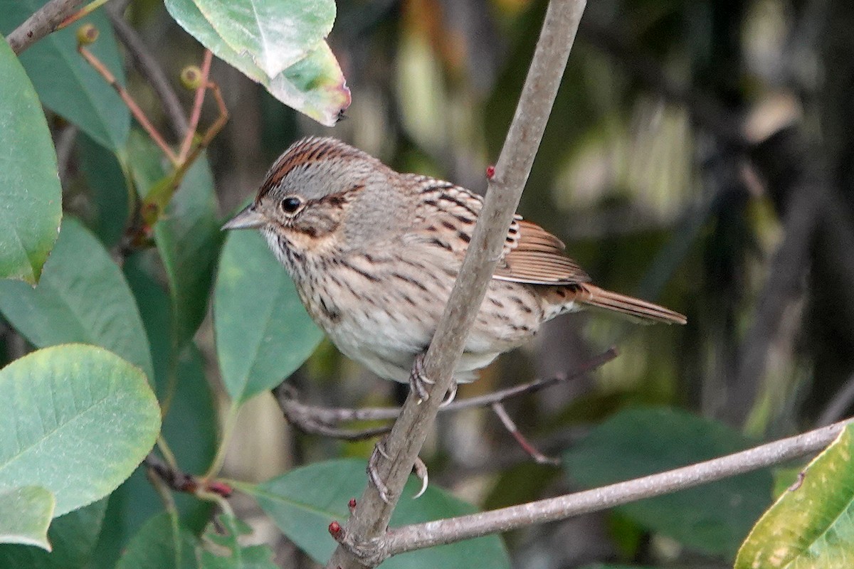 strnadec pruhohlavý - ML644549880