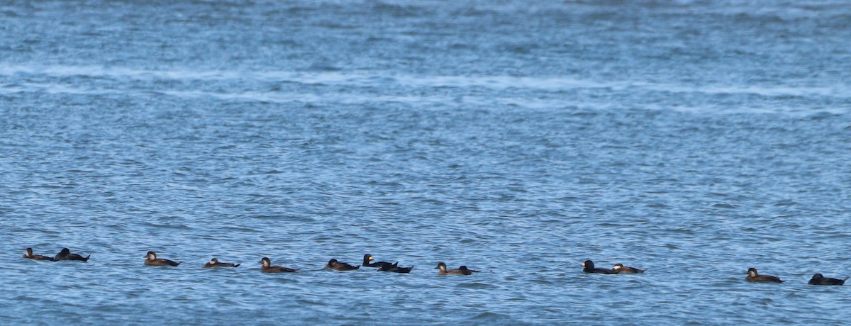 Ahatebeltz amerikarra - ML644549883