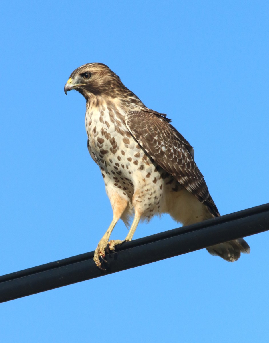 Red-shouldered Hawk - ML644549885