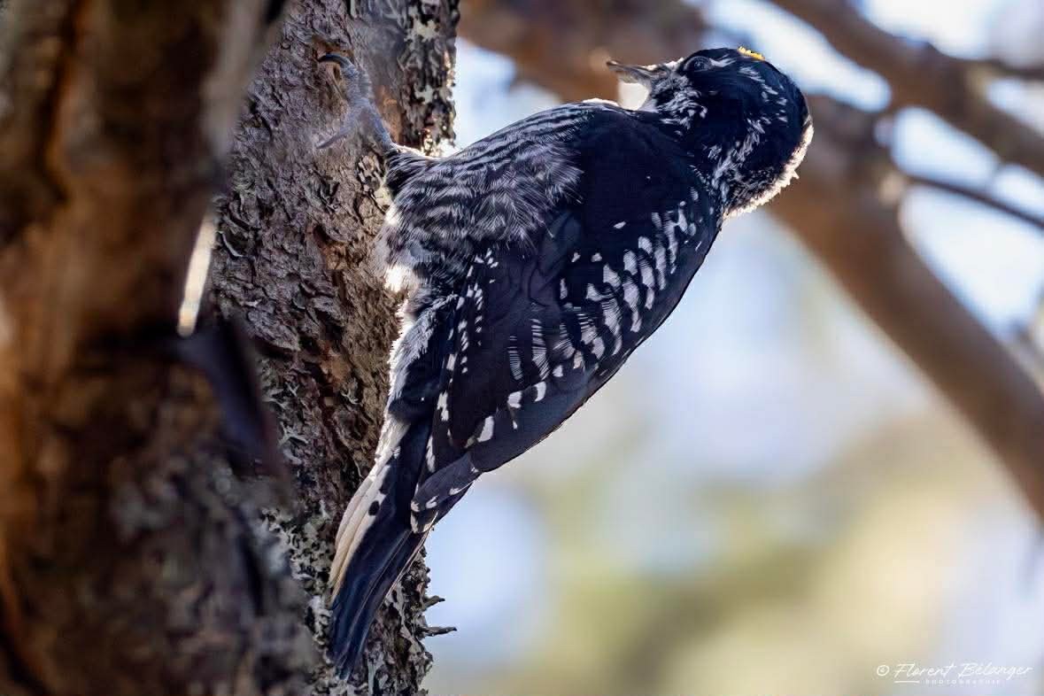 American Three-toed Woodpecker - ML644549886