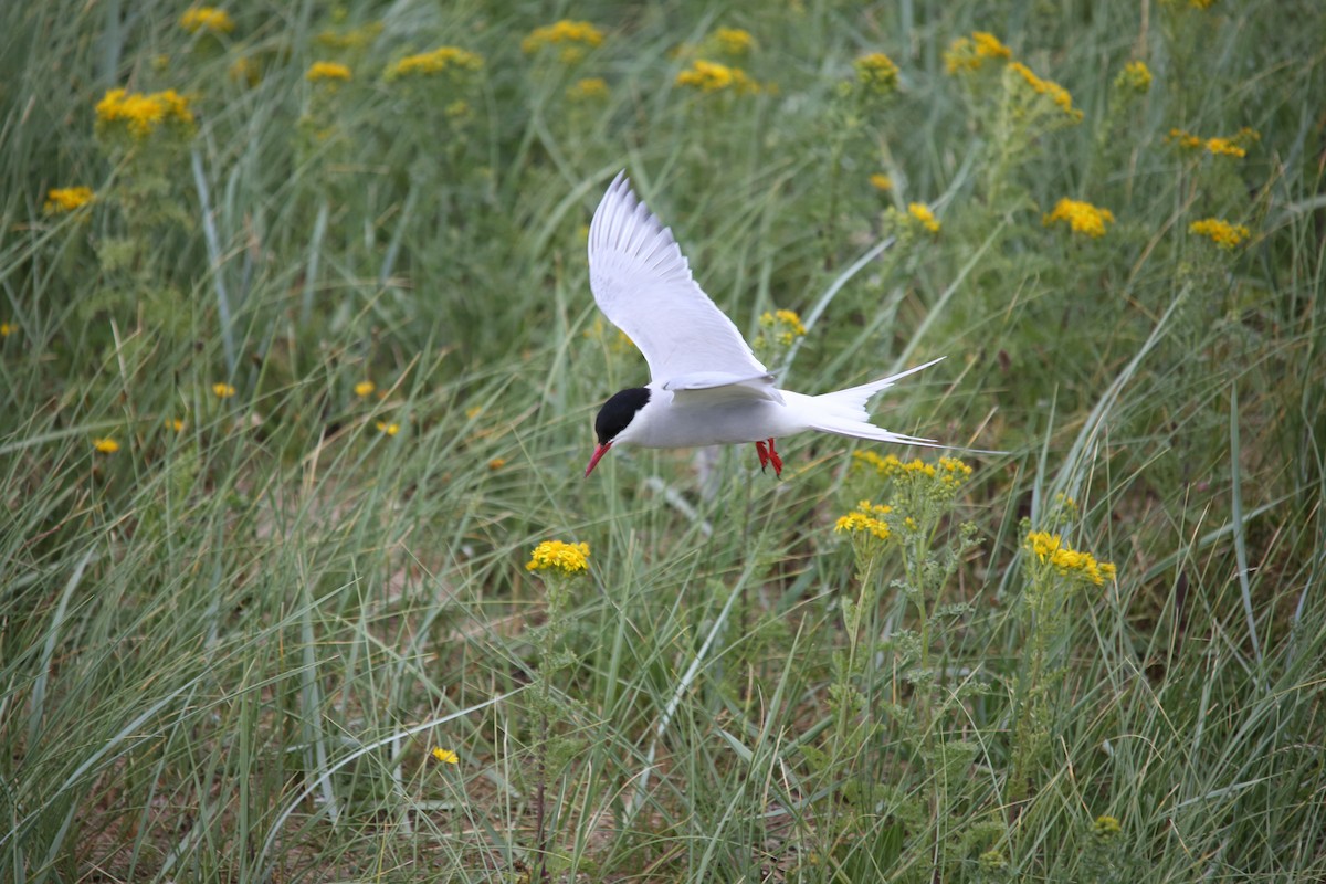 rødnebbterne - ML644549891