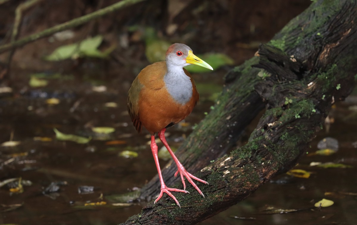 rustnakkerikse - ML644549892