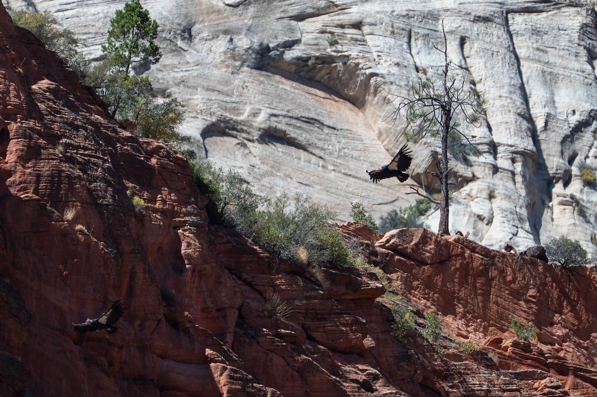 kaliforniakondor - ML644549895