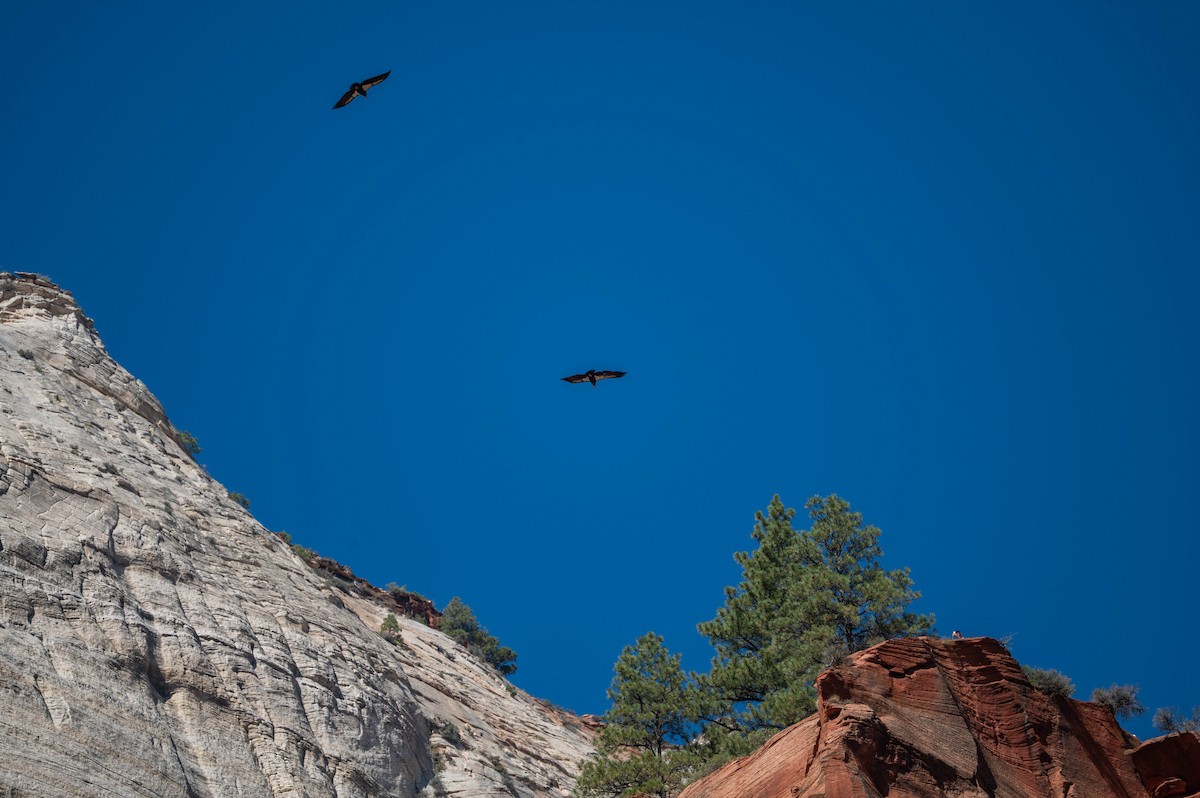 kaliforniakondor - ML644549896