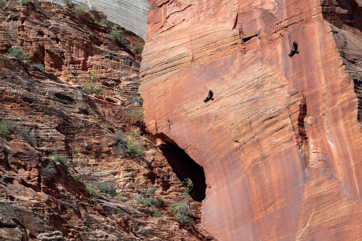 kaliforniakondor - ML644549897