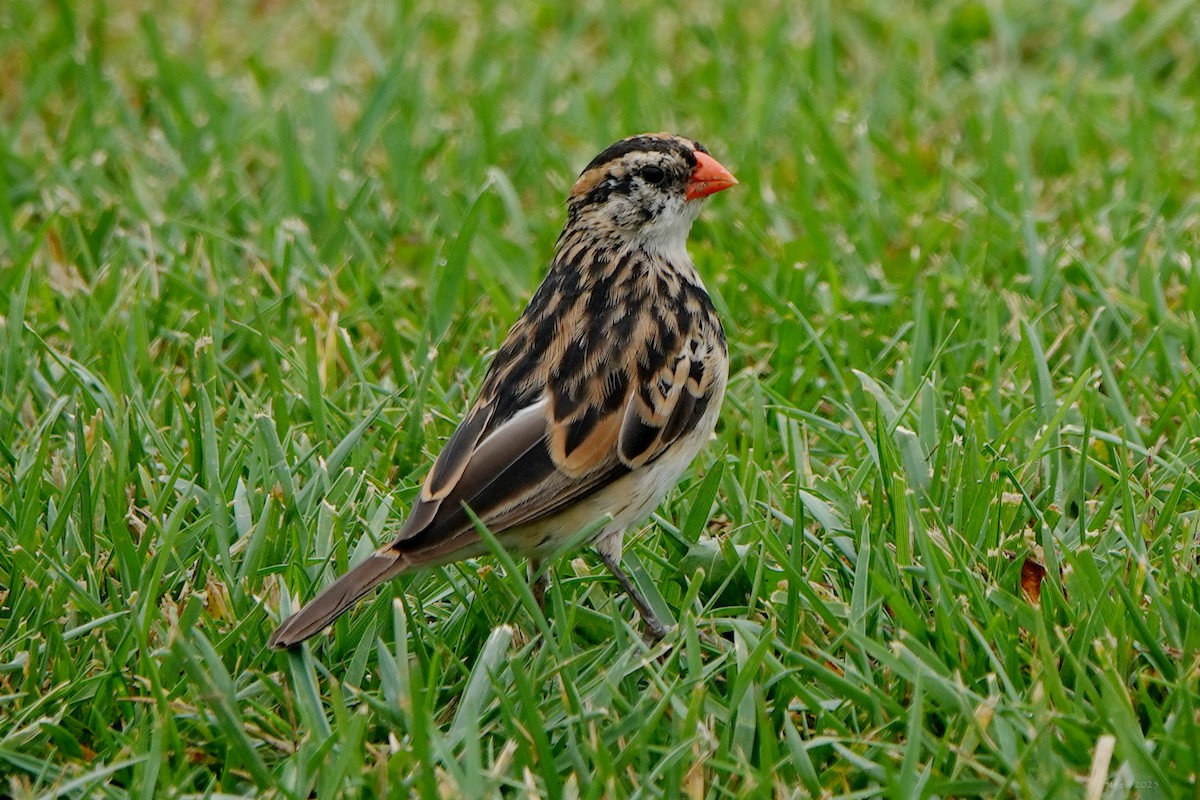 Pin-tailed Whydah - ML644549906