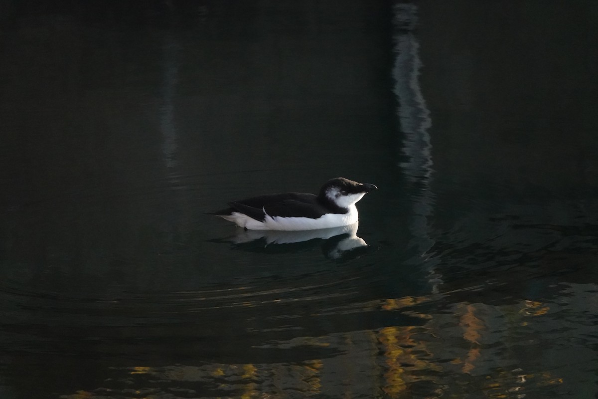 オオハシウミガラス - ML644549908