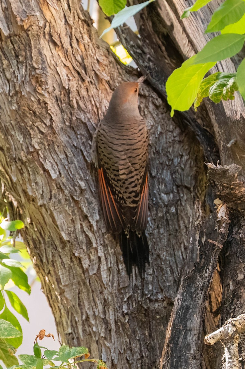 Pic flamboyant - ML644549912