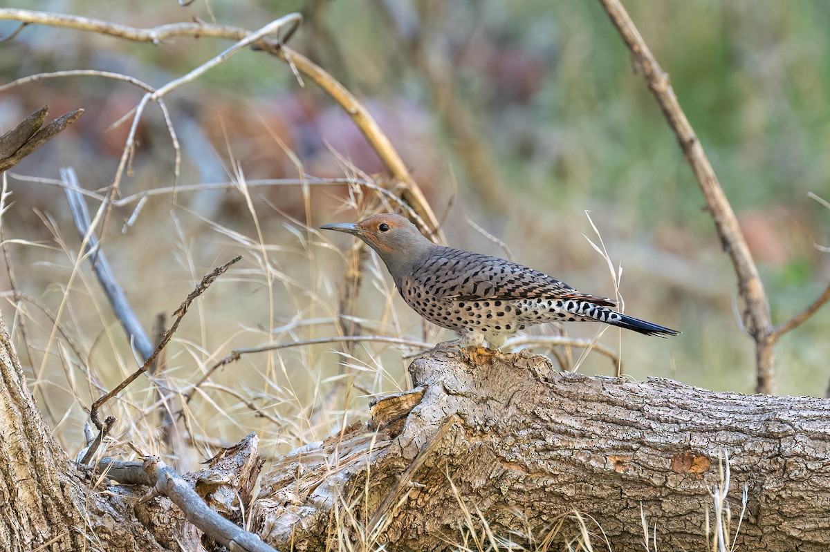 Pic flamboyant - ML644549913