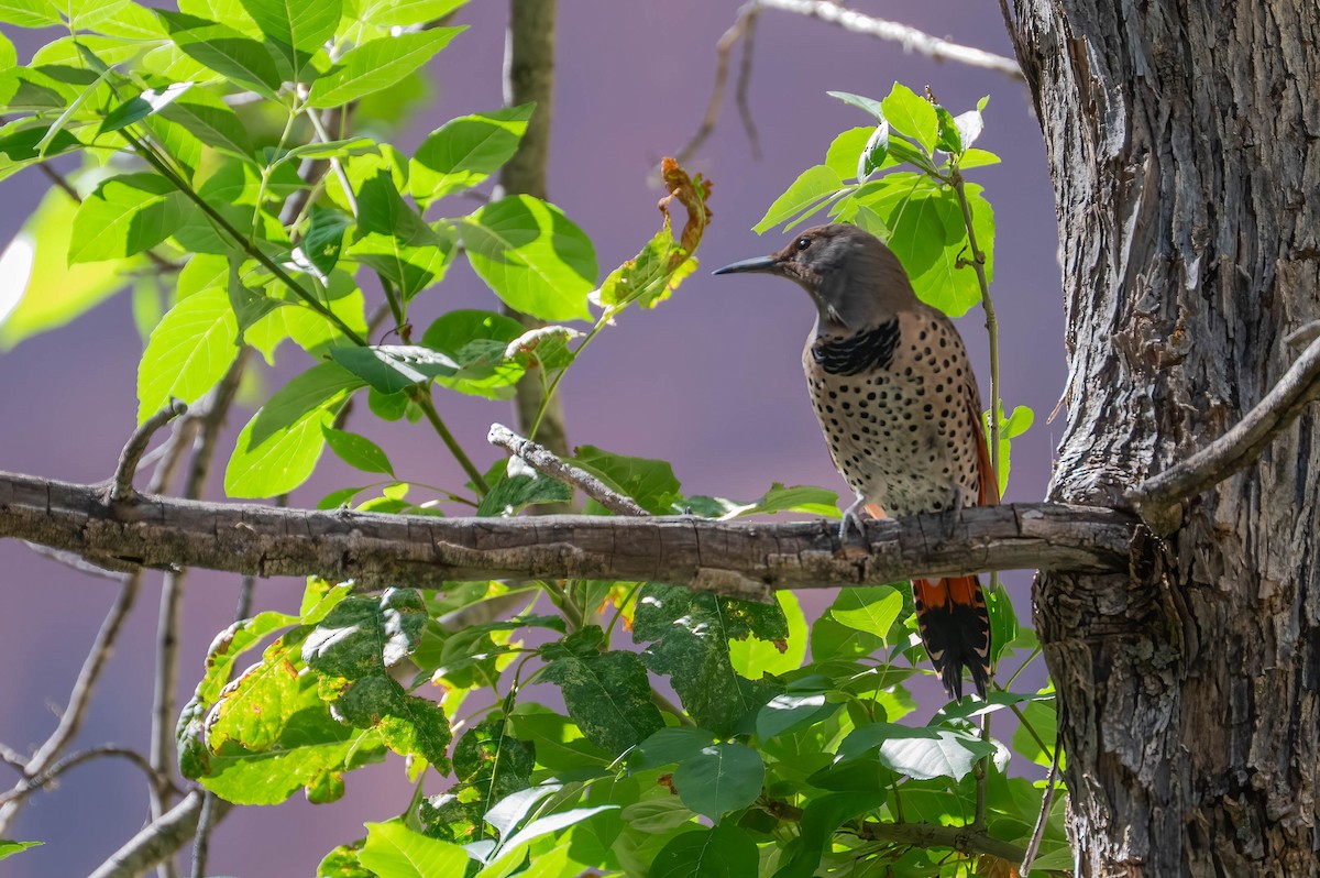 Pic flamboyant - ML644549914