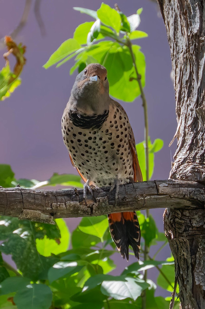 Pic flamboyant - ML644549915