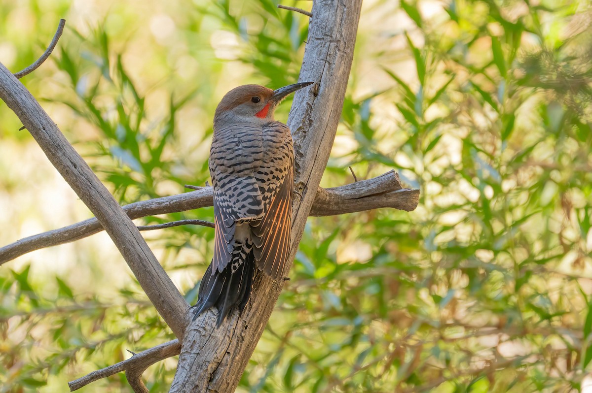 Pic flamboyant - ML644549916