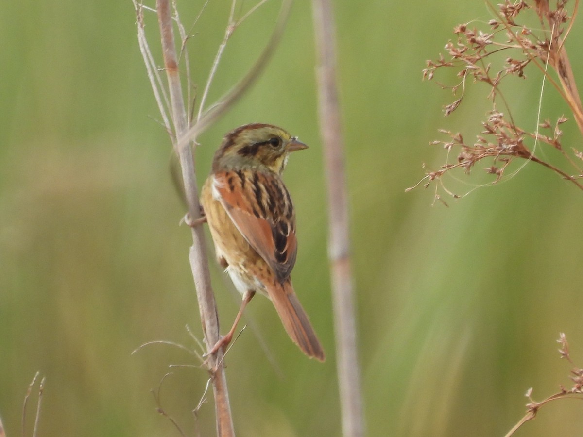 Swamp Sparrow - ML644549922