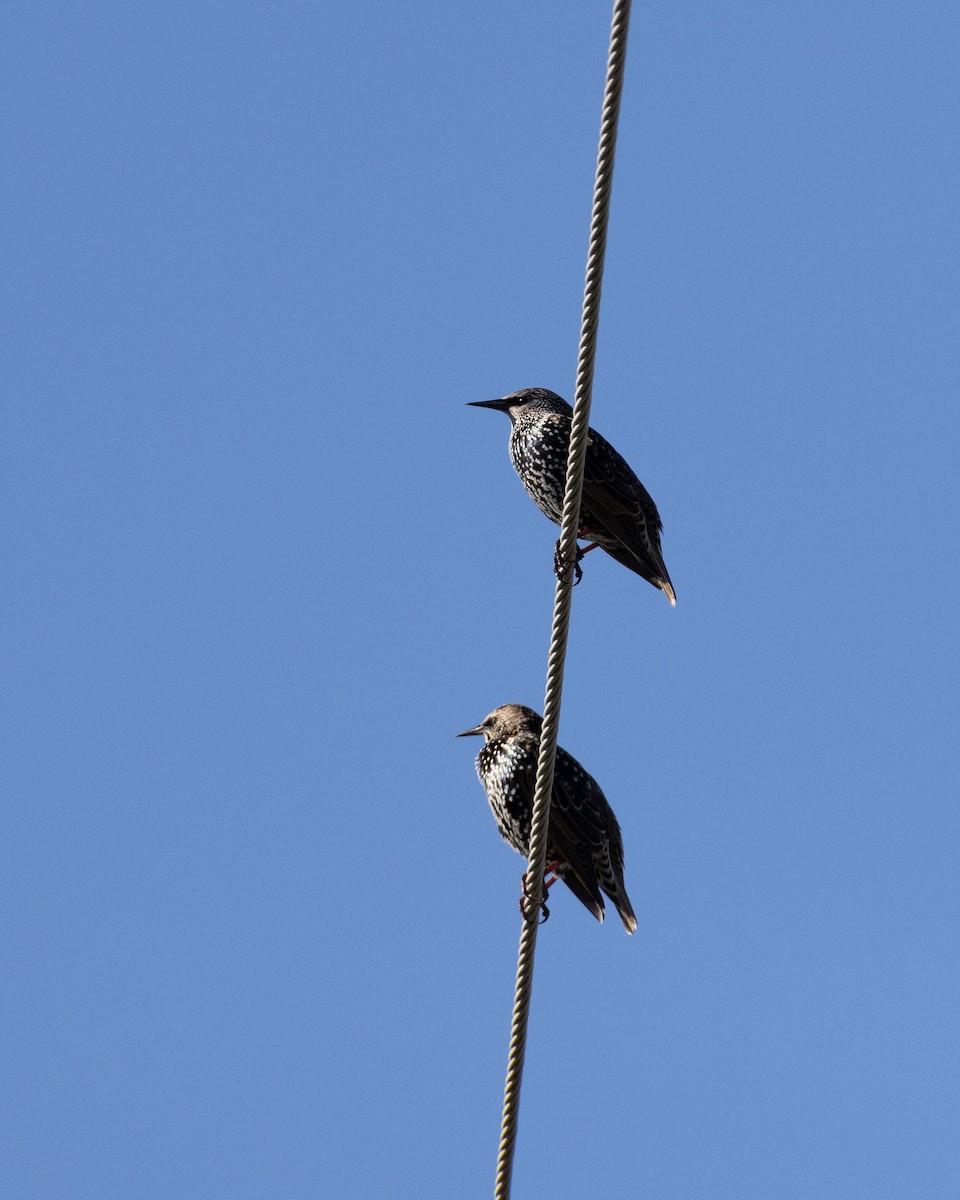 European Starling - ML644549925