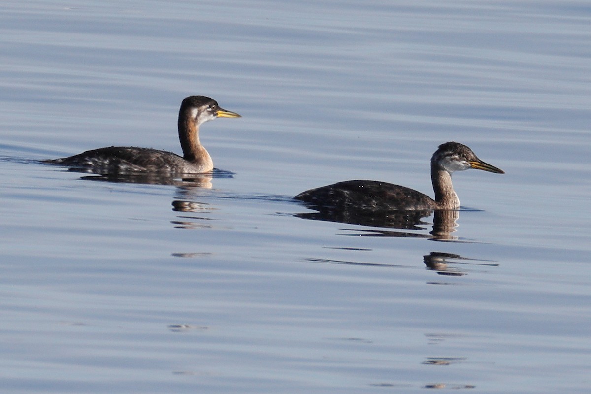 Red-necked Grebe - ML644549928