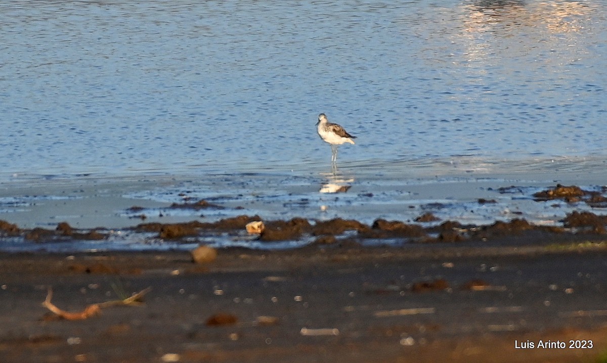 Common Greenshank - ML644549932