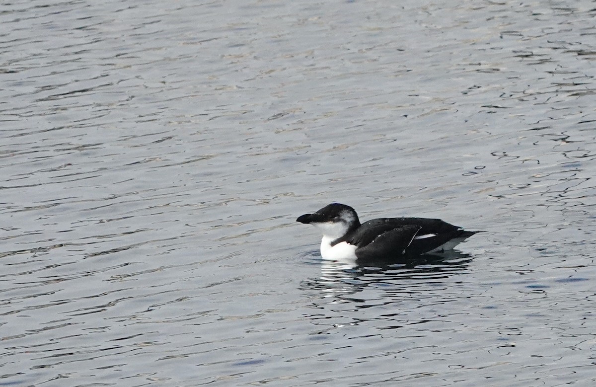 オオハシウミガラス - ML644549937