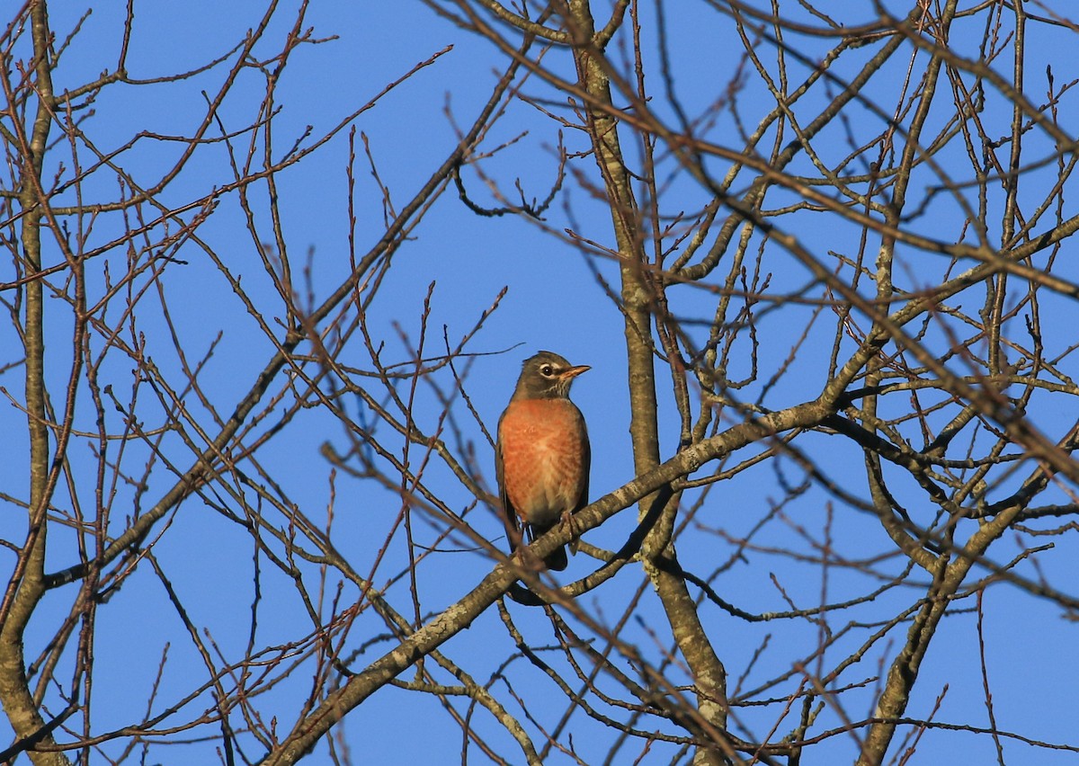 קיכלי נודד - ML644549939