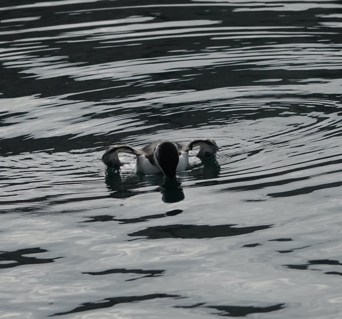 オオハシウミガラス - ML644549944