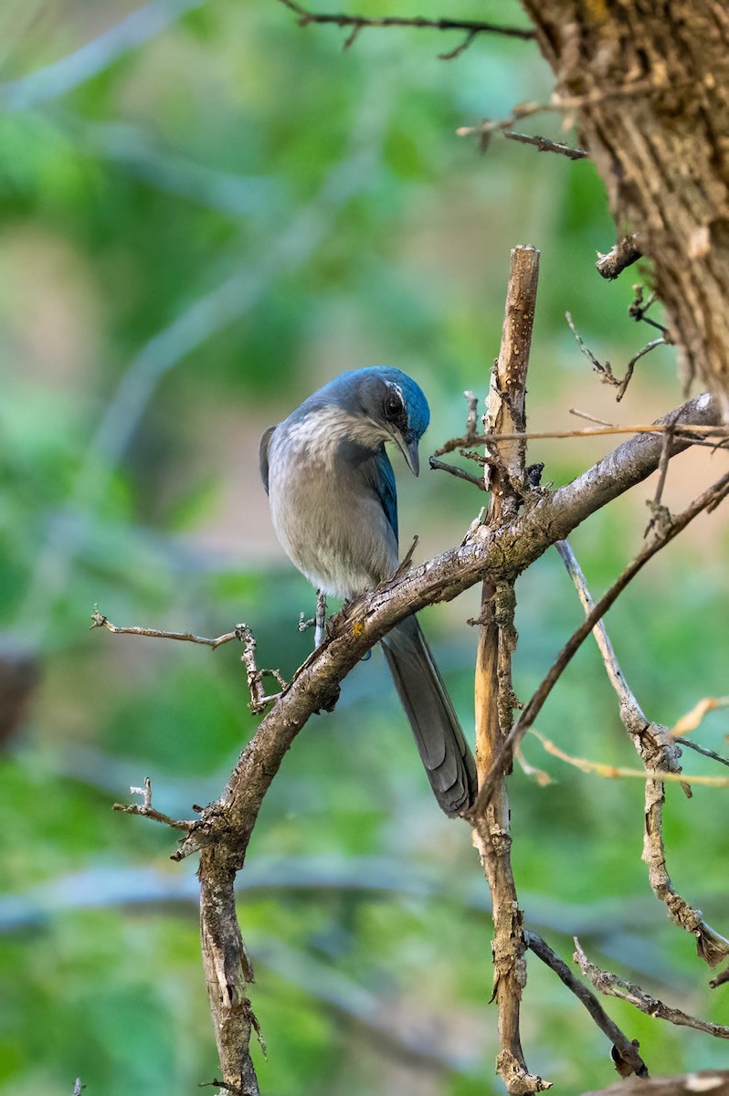 Woodhouse's Scrub-Jay - ML644549950