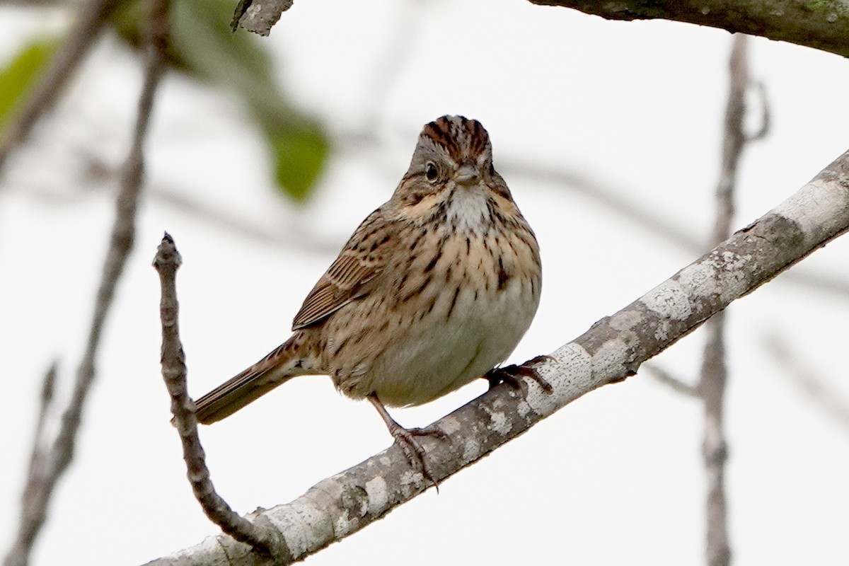 strnadec pruhohlavý - ML644549953