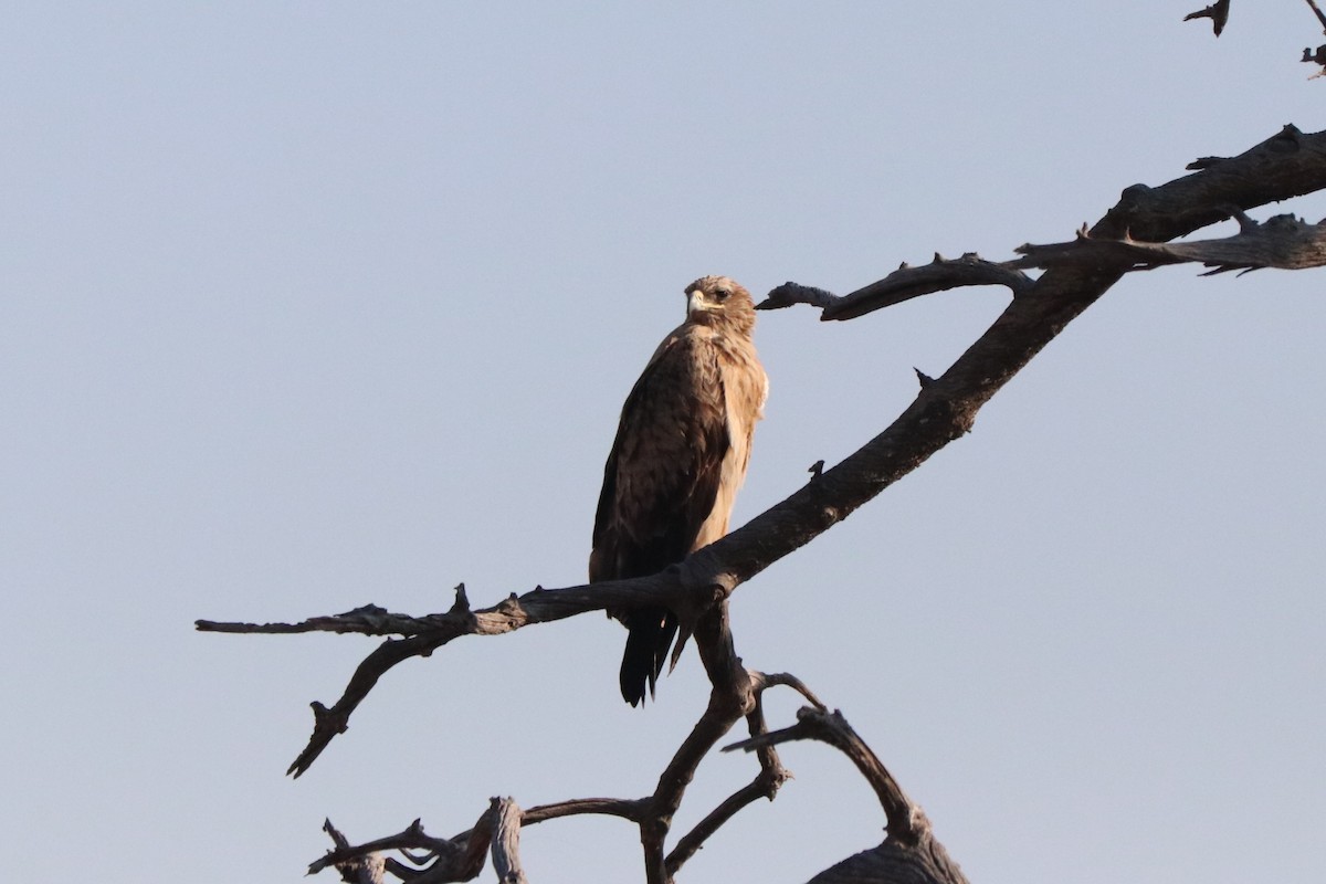 Savannenadler - ML644549955