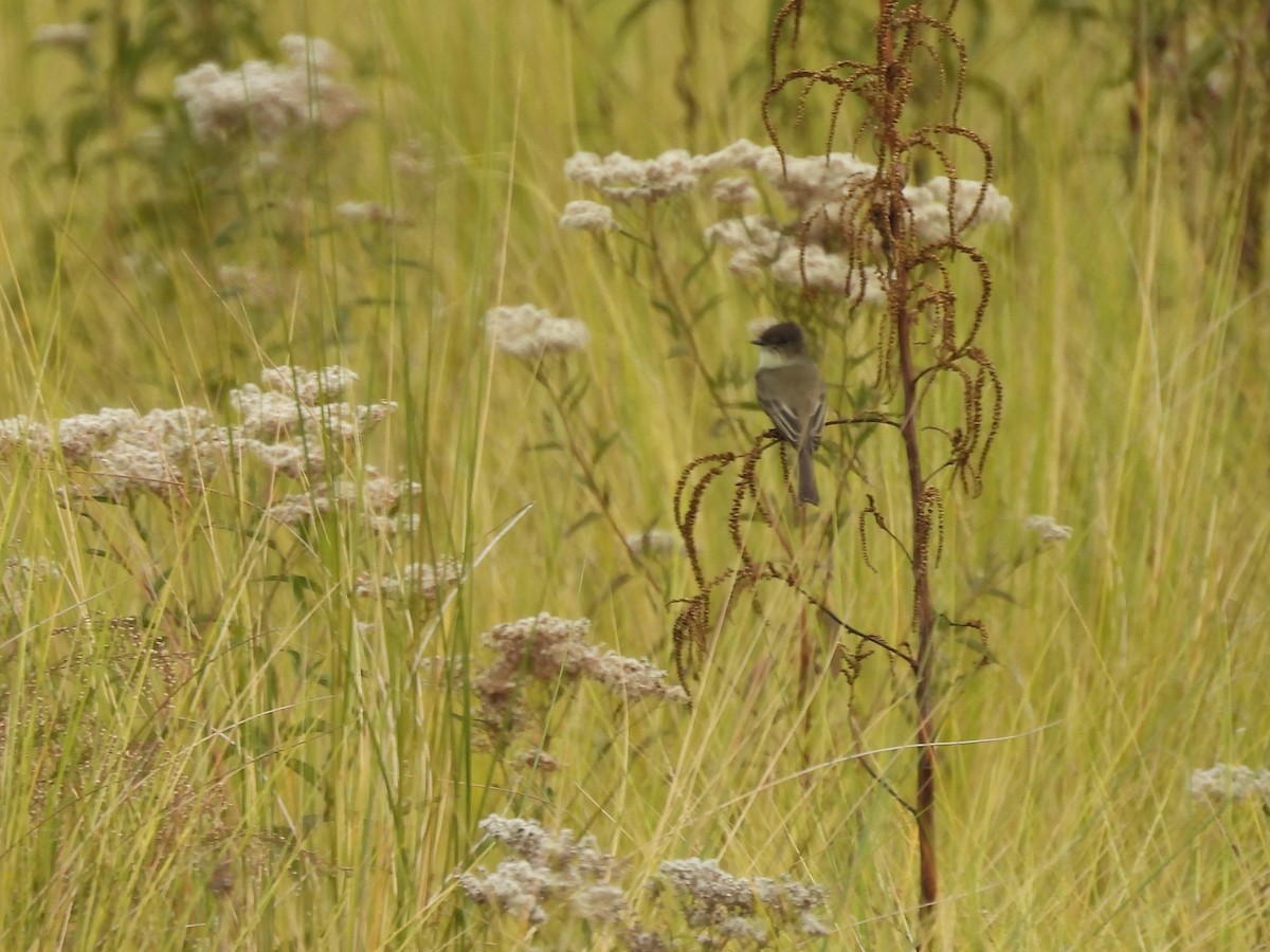 Eastern Phoebe - ML644549959