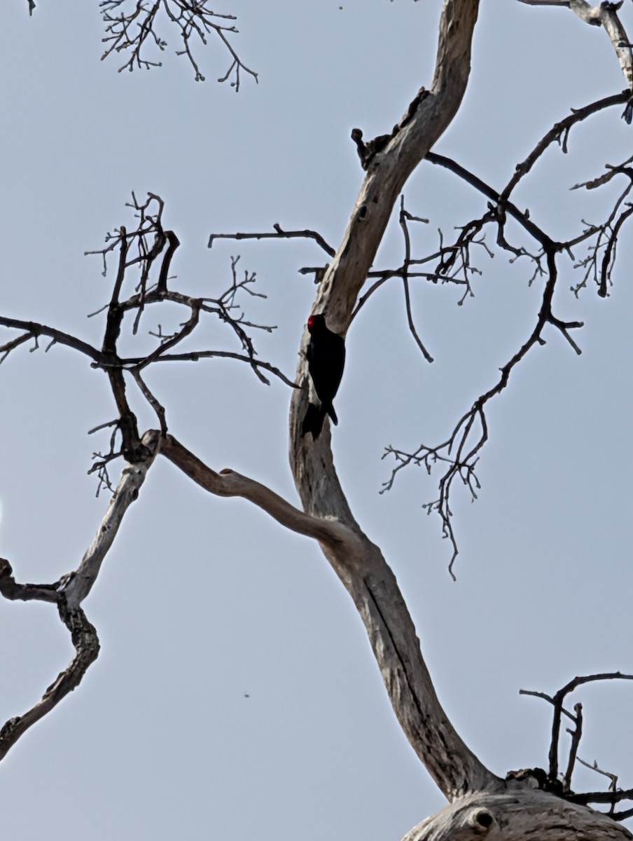 Acorn Woodpecker - ML644549971