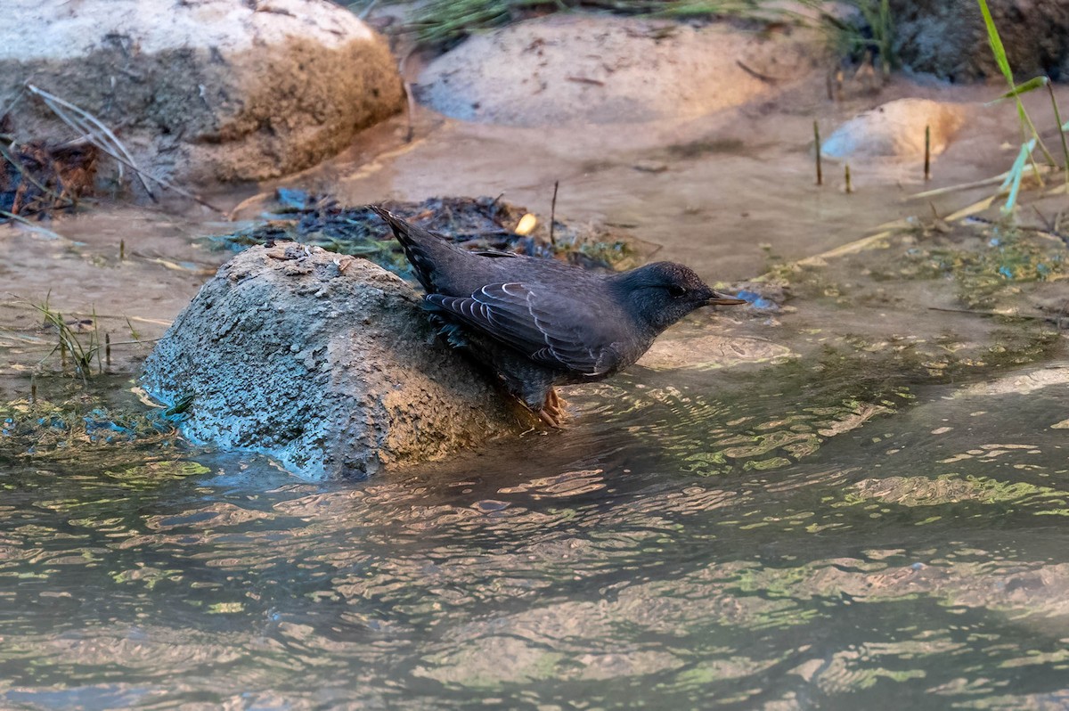 American Dipper - ML644549972
