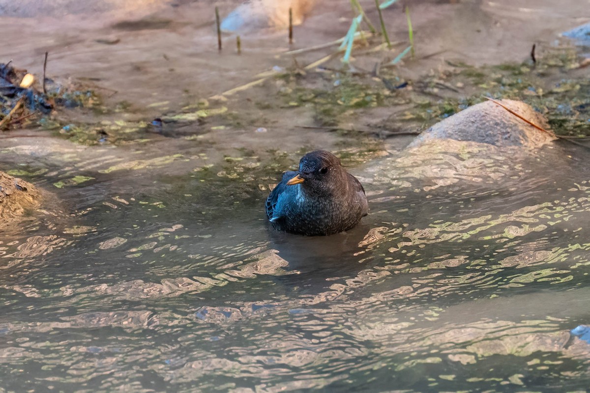 American Dipper - ML644549973