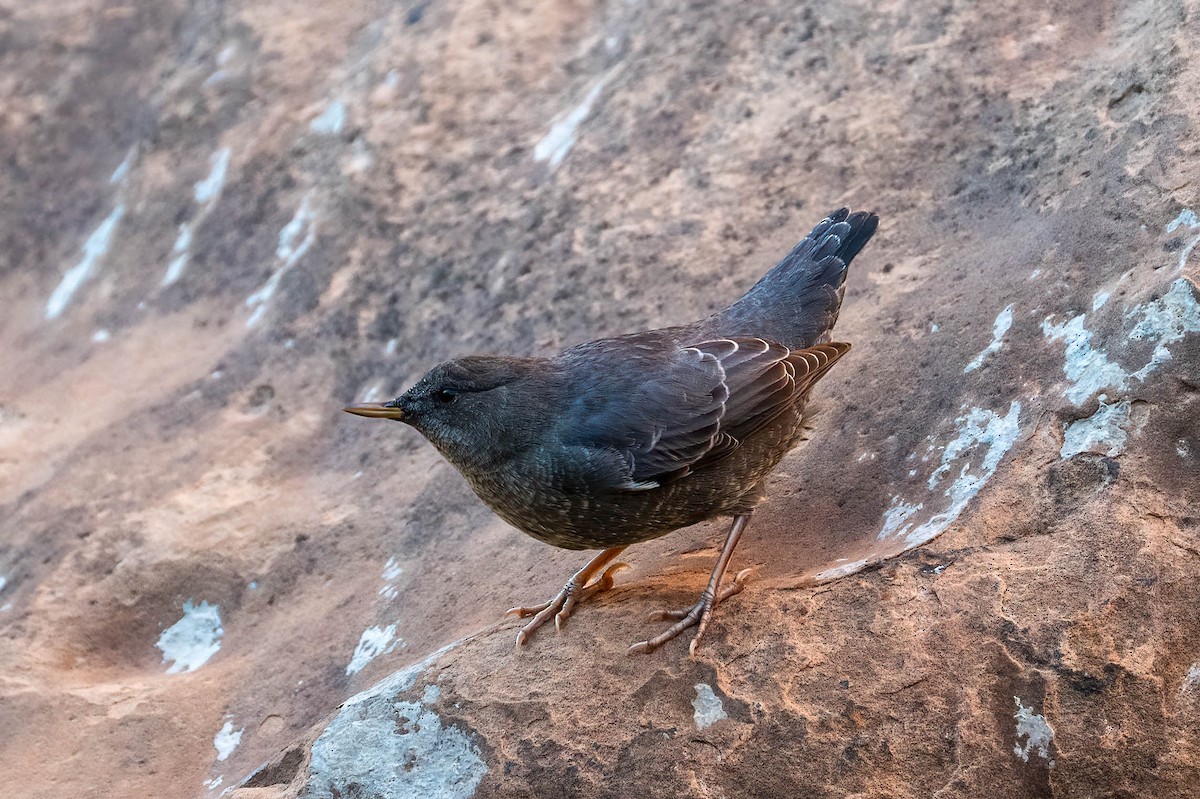 American Dipper - ML644549974