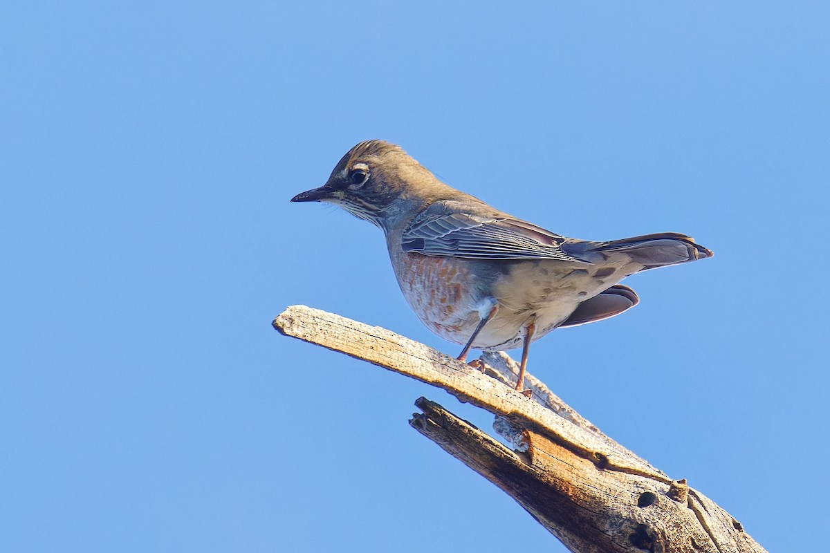 קיכלי נודד - ML644549976