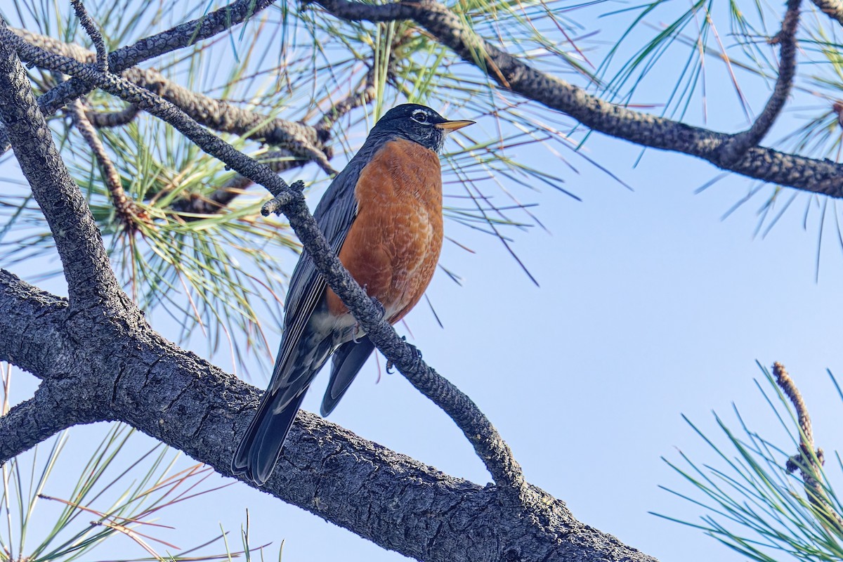 קיכלי נודד - ML644549977