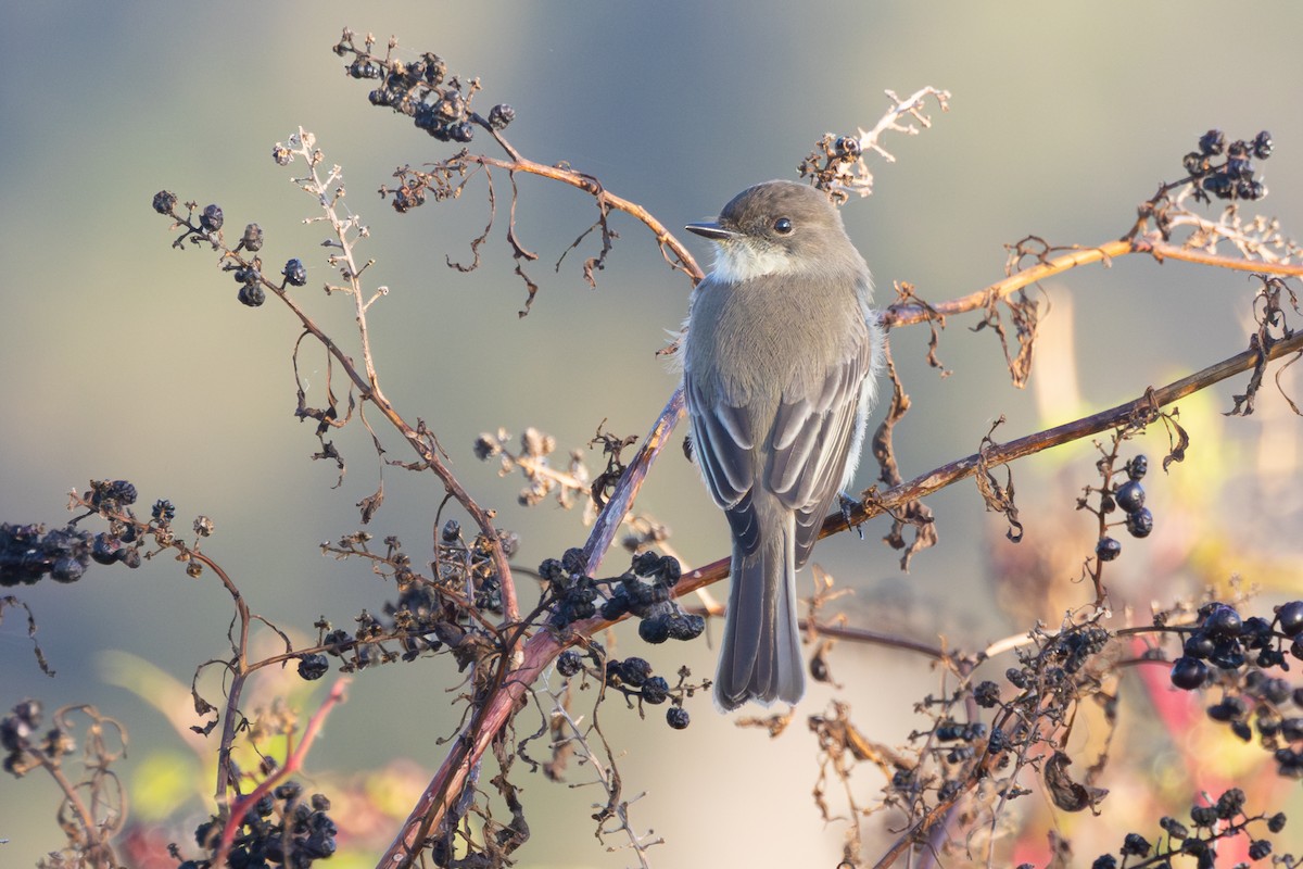 Eastern Phoebe - ML644549982