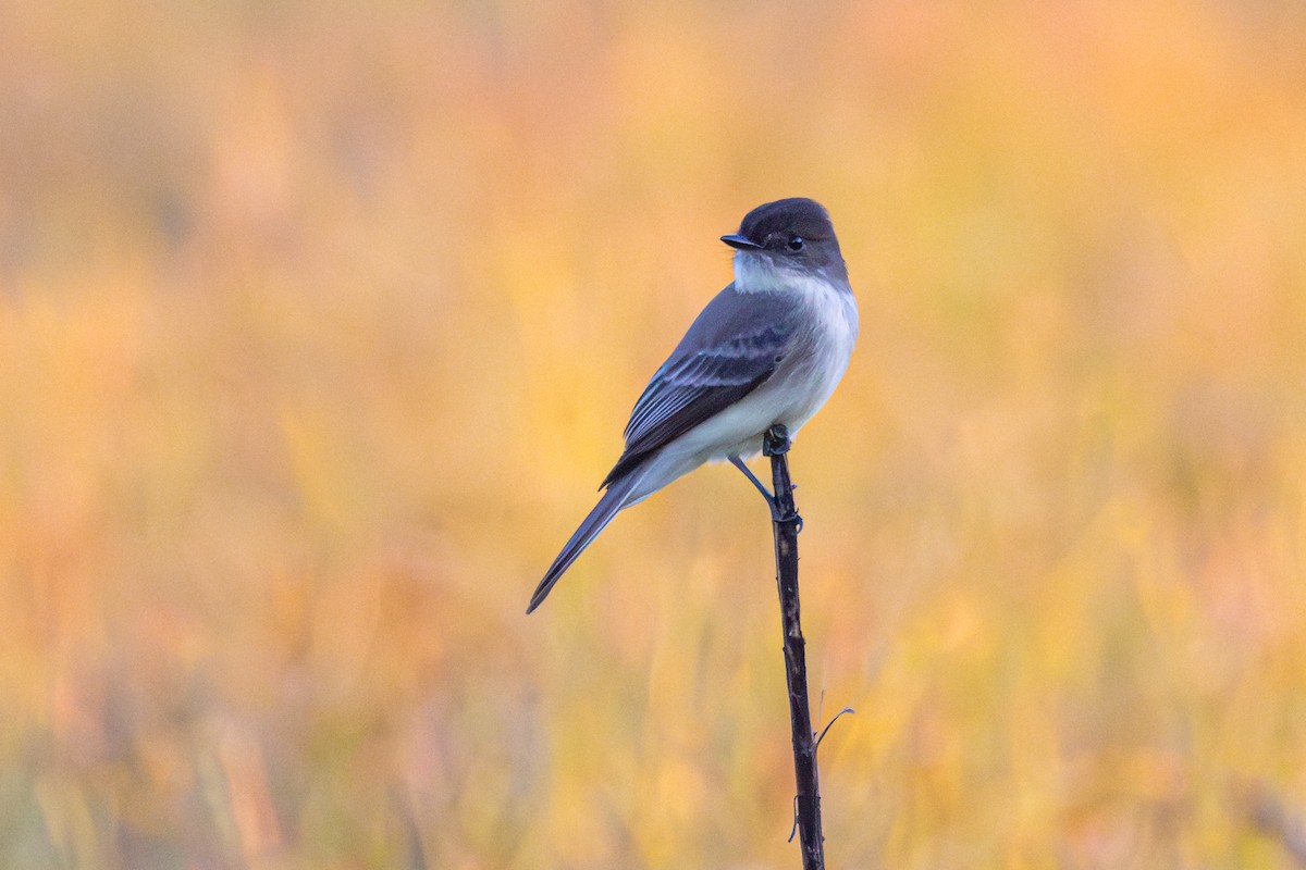 Eastern Phoebe - ML644549983