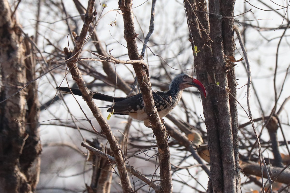 Mopanetoko - ML644549985