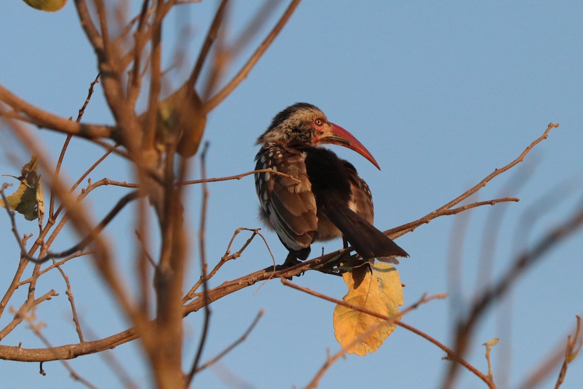 Mopanetoko - ML644549986