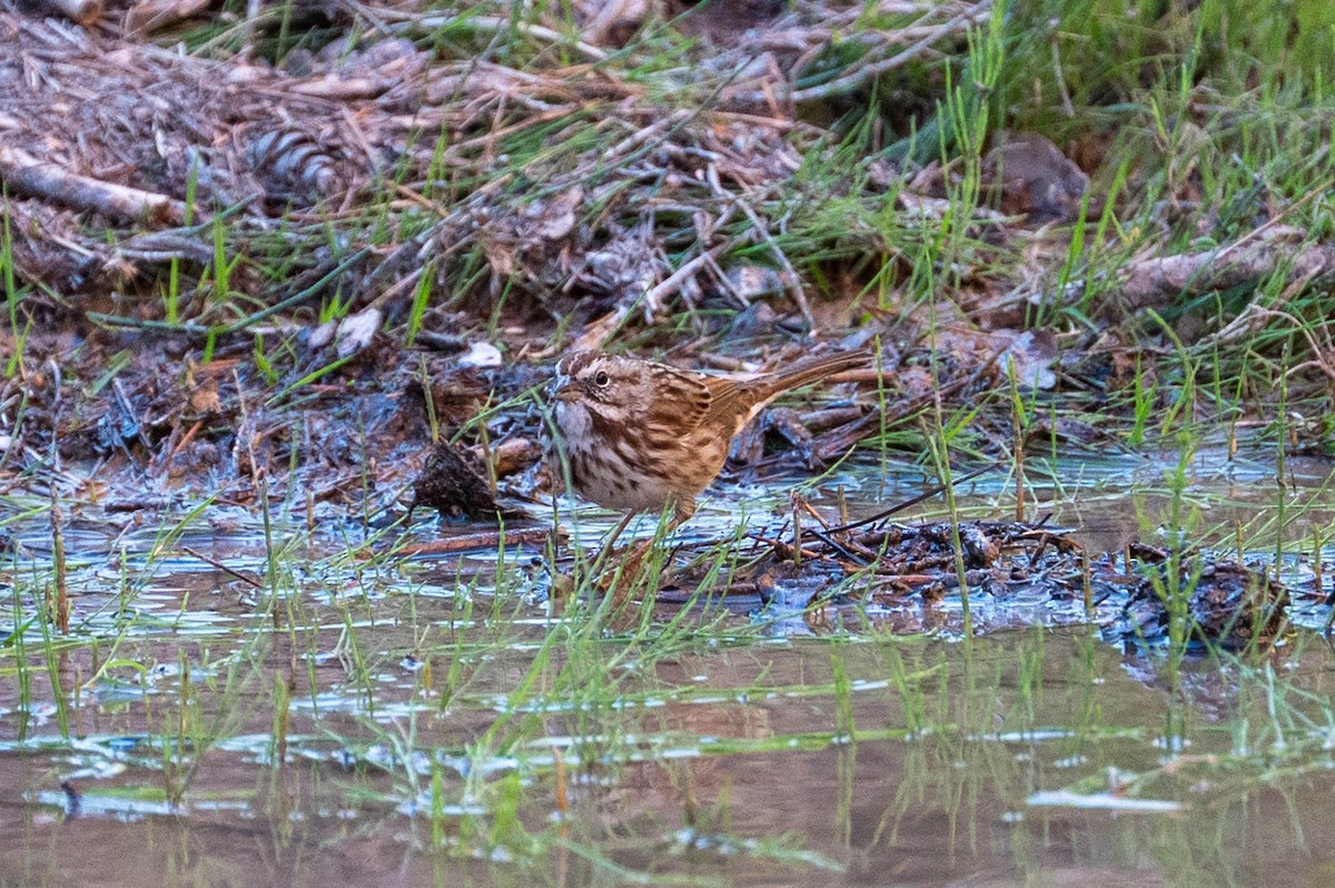 sangspurv - ML644549994