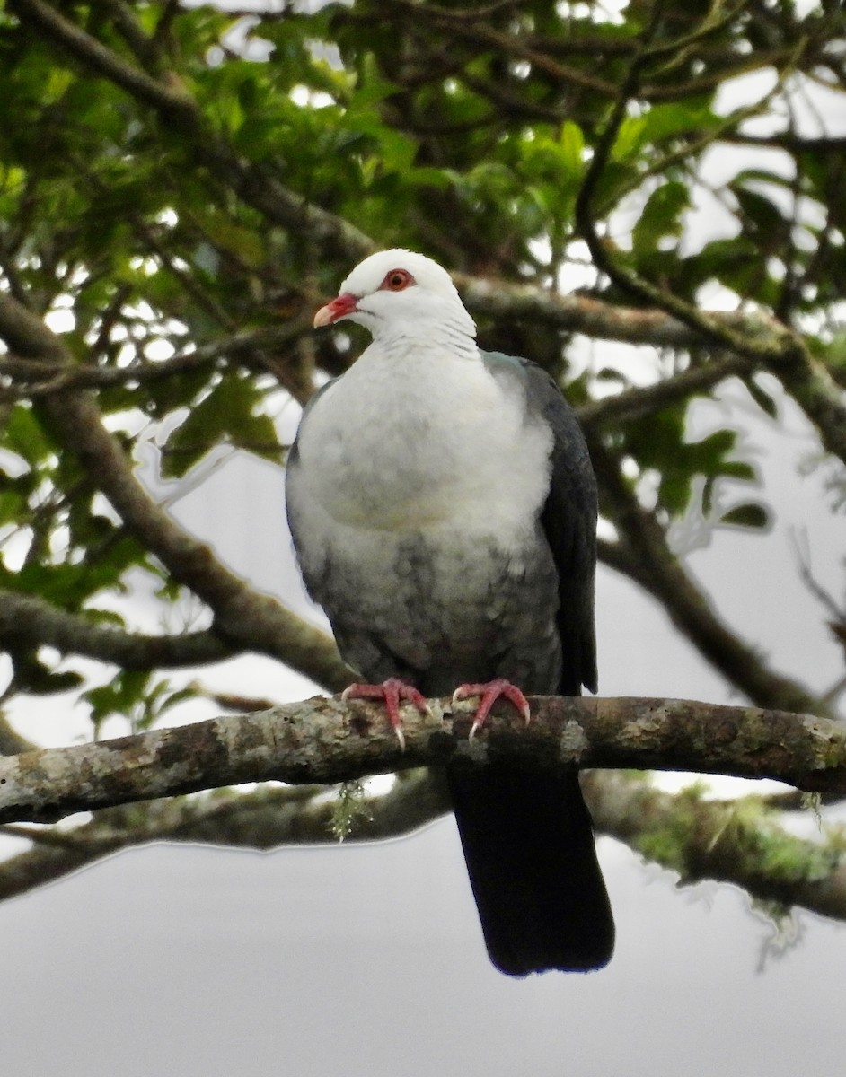 holub běloprsý - ML644549995