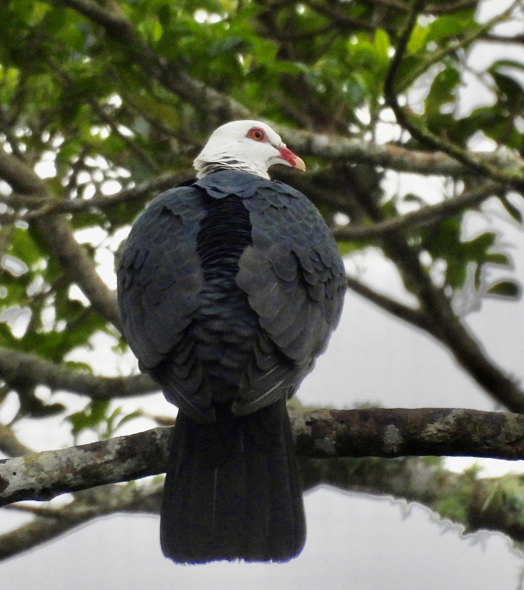 holub běloprsý - ML644549996