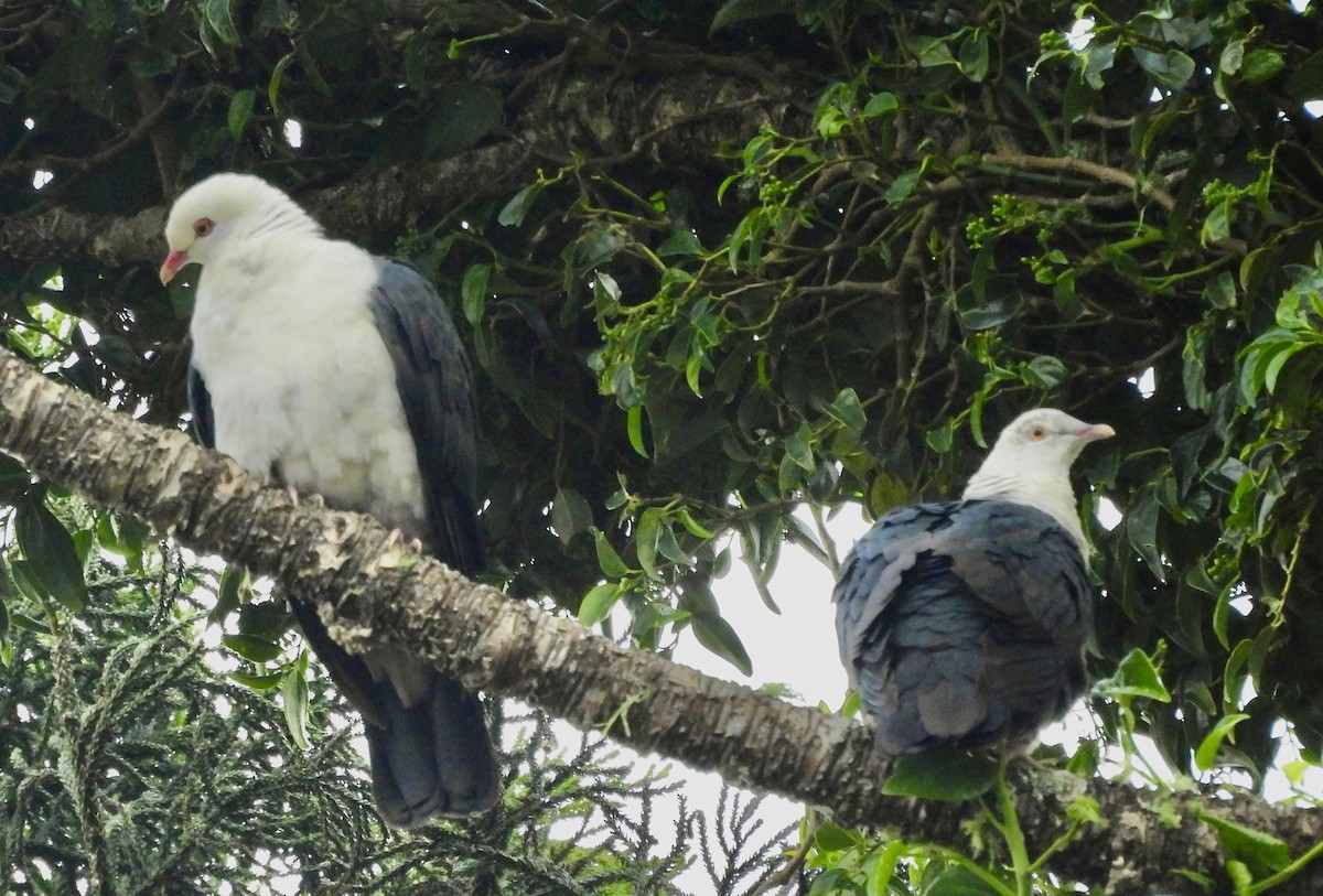 holub běloprsý - ML644549997