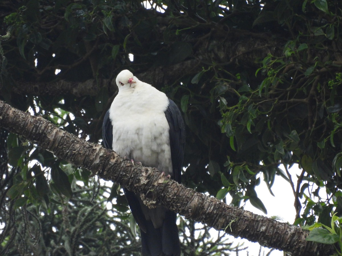 holub běloprsý - ML644549998