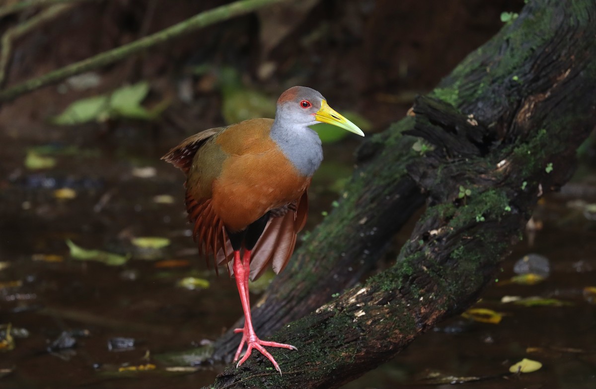 rustnakkerikse - ML644550003