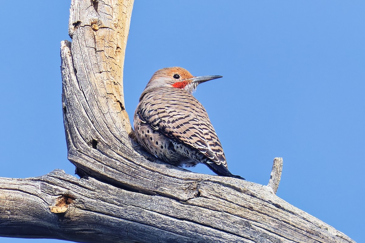 Pic flamboyant (groupe cafer) - ML644550009