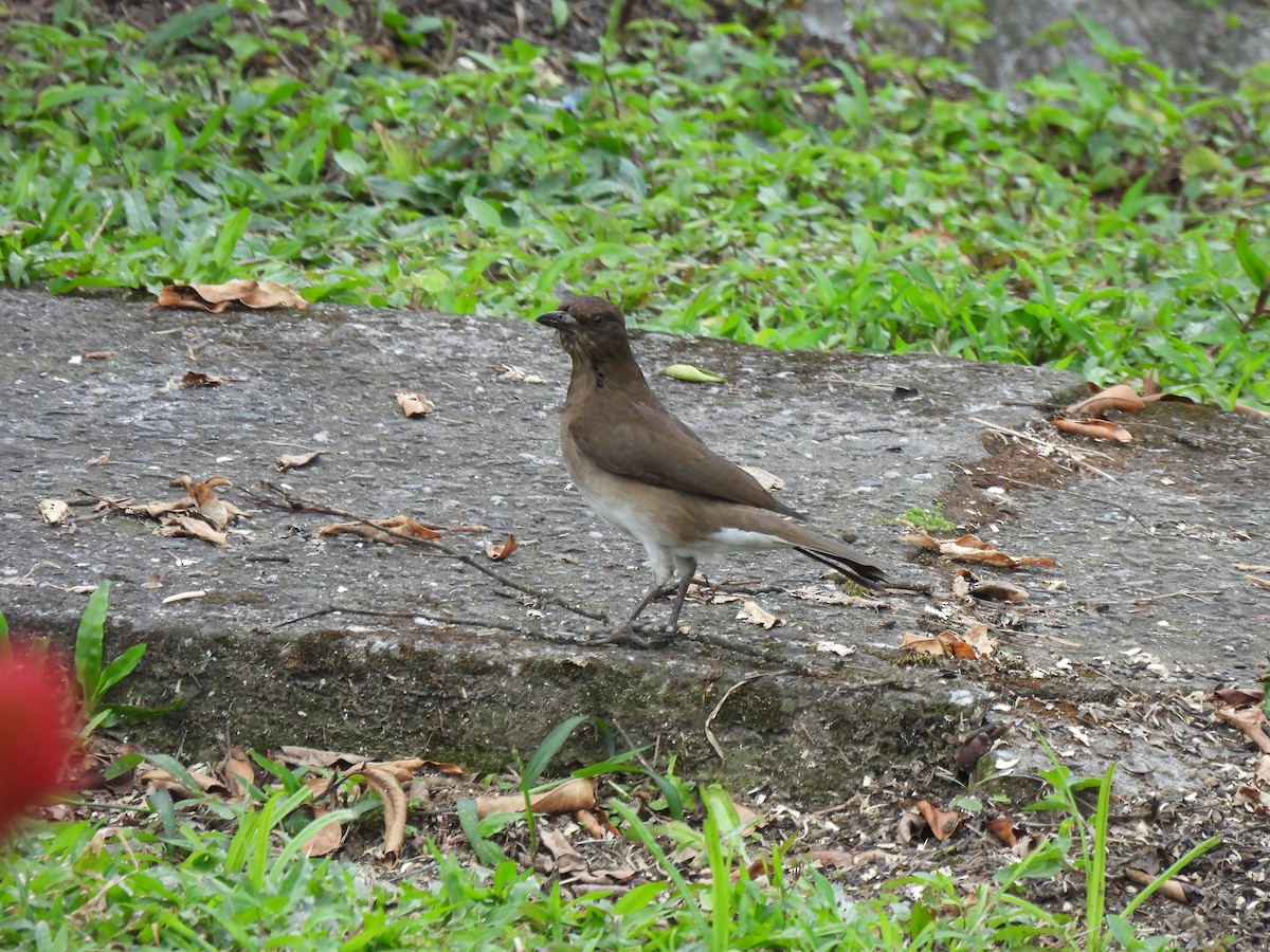Black-billed Thrush - ML644550013