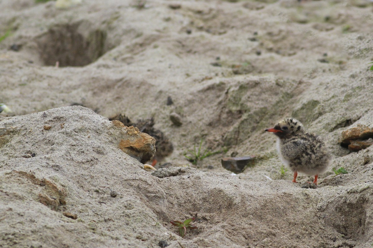 Küstenseeschwalbe - ML644550016