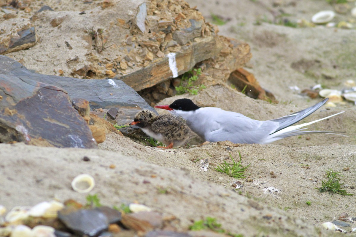 Küstenseeschwalbe - ML644550018